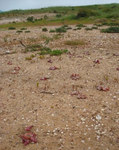 Diplosoma retroversum pioneering bare ground